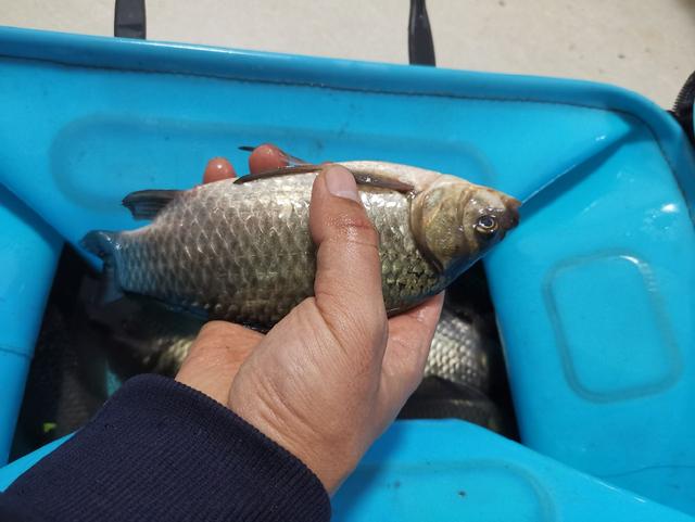 太平时节英雄懒,湖海无边草深深