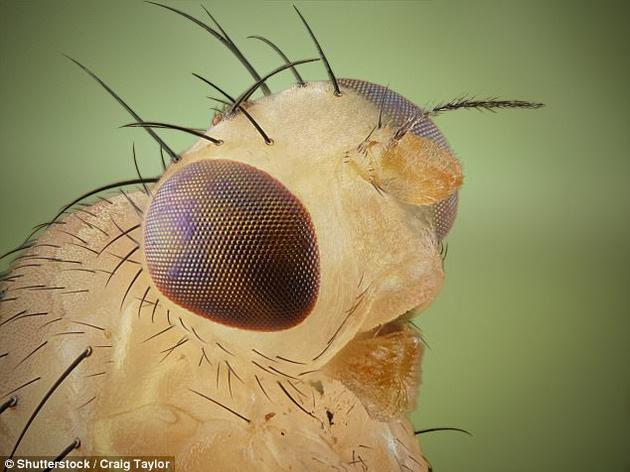 科学家以果蝇,而非社会性动物作为研究对象,更好地理解了恐惧在种群