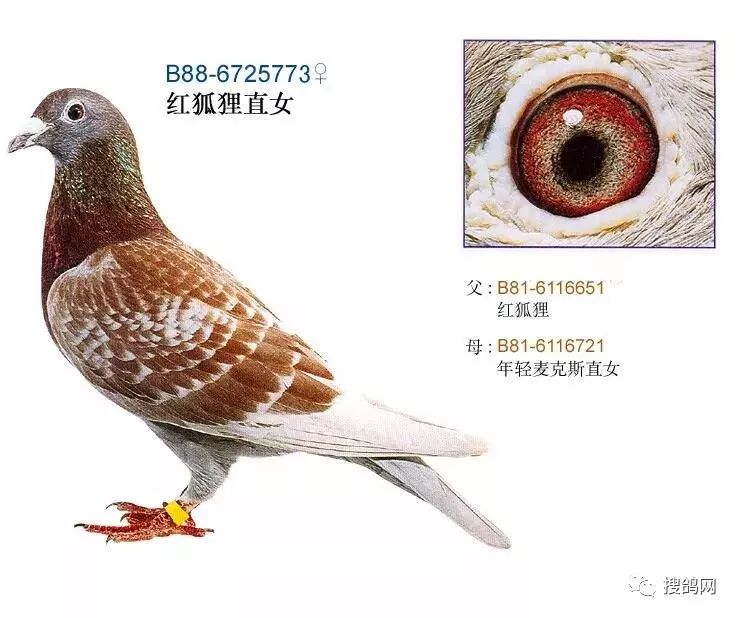 詹森顶级铭鸽之红狐狸子代