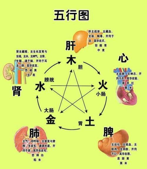 五行五脏图,五行五五华五志表图,五对应五行(第2页)_大山谷图库