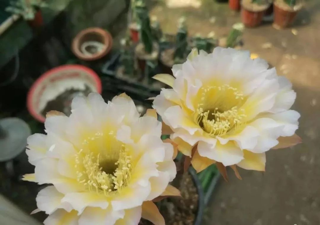 圖鑑一大撥兒仙人球開花美圖太驚豔啦