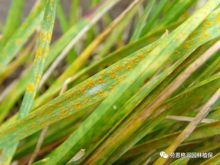 镰刀菌枯萎病虫害防治蛴螬:金龟子的幼虫,取食草坪草的根和茎,常将