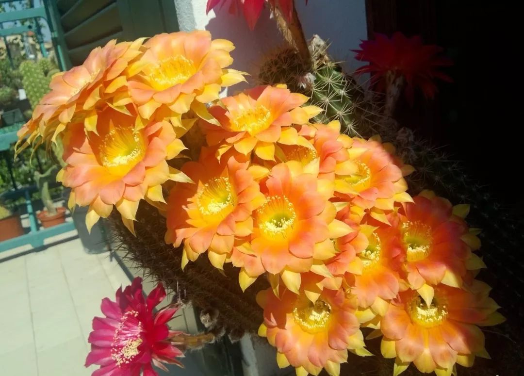 图鉴一大拨儿仙人球开花美图太惊艳啦