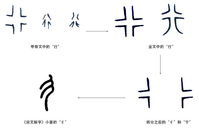 部首汉字相当重要,所以要讲字形,甲骨文和金文中并没有彳字,但显然彳