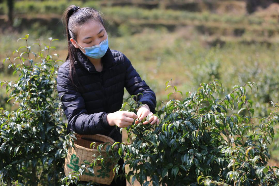 余庆小叶苦丁,你尝鲜了吗?