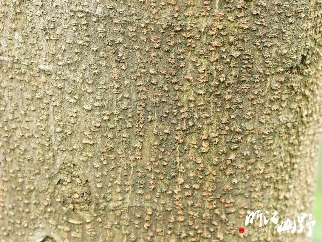 山野博物好看的皮囊千篇一律有趣的树皮百里挑一中