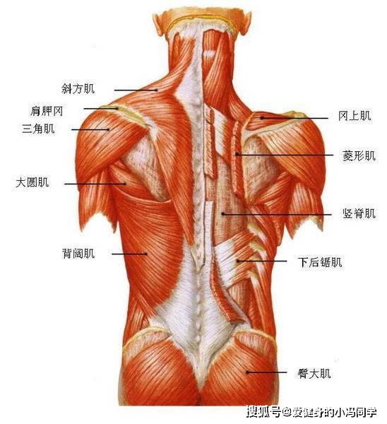 医学背部肌肉图解图片