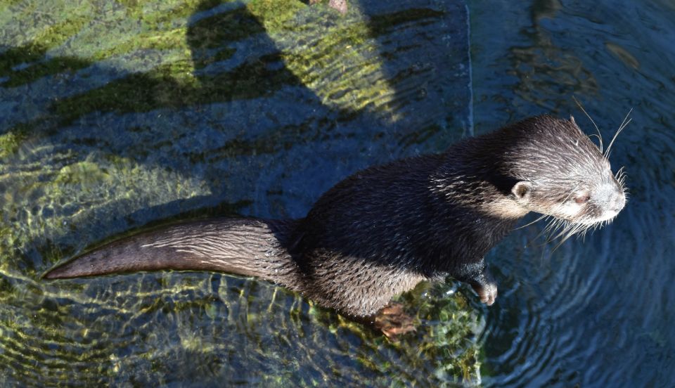 当水獭夫妇做起了主播