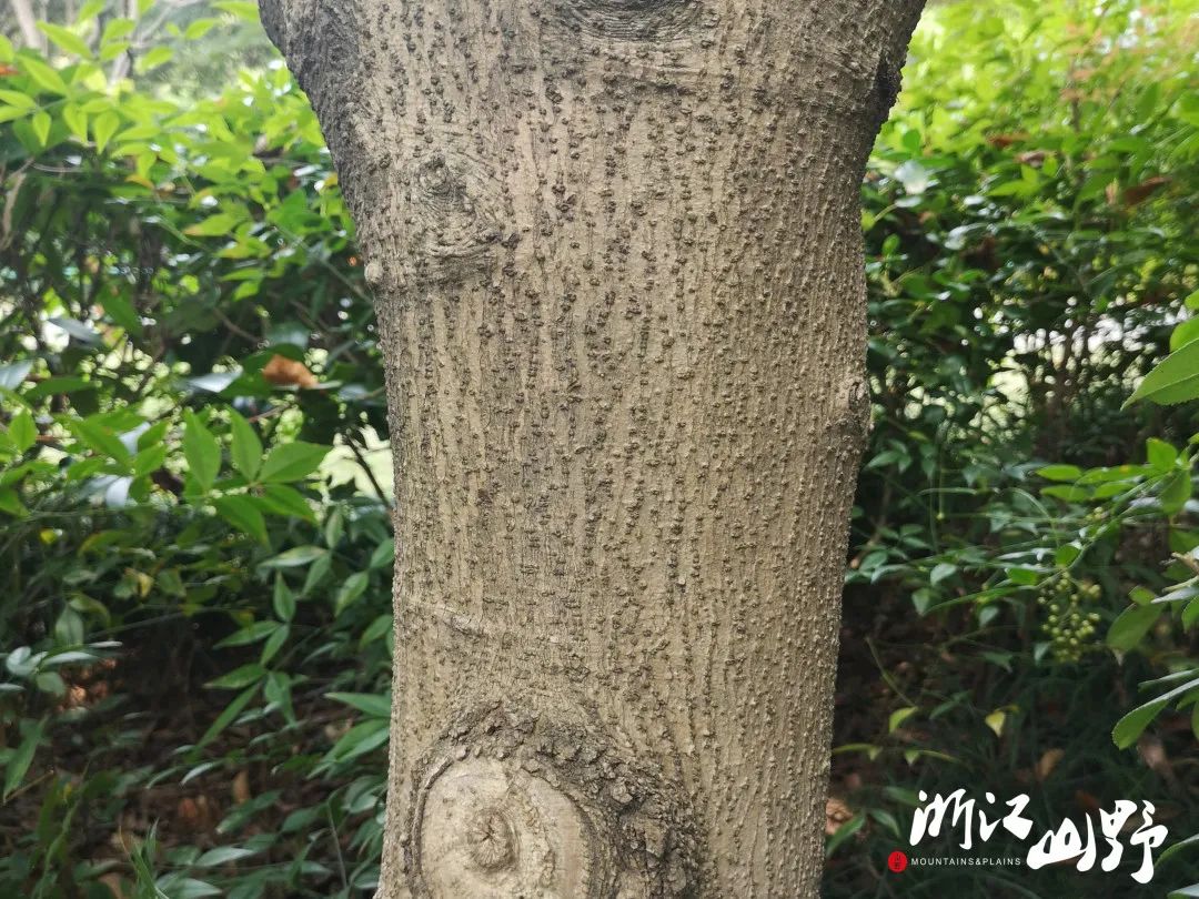 山野博物好看的皮囊千篇一律有趣的树皮百里挑一中