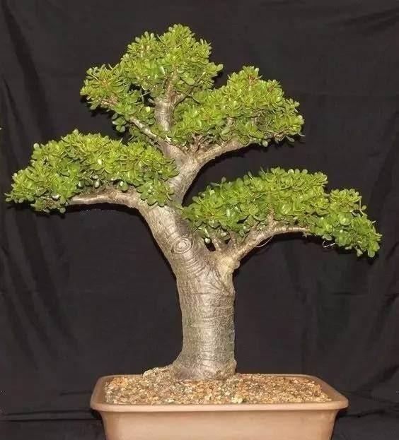 玉树提根做盆景告诉你真相教你养出完美盆景桩