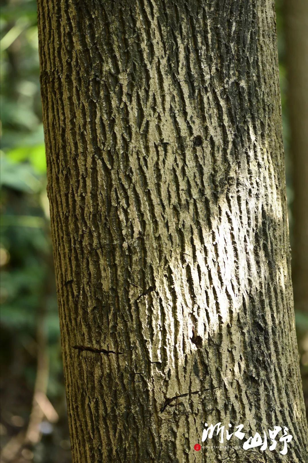 山野博物好看的皮囊千篇一律有趣的树皮百里挑一中