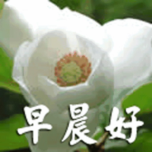 微信最美春天早晨好问候表情动态图片早上好问候语图片大全