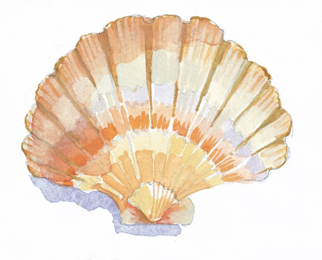 【睡前故事】一只小贝壳竟然长了羽毛,成为贝壳鸟!