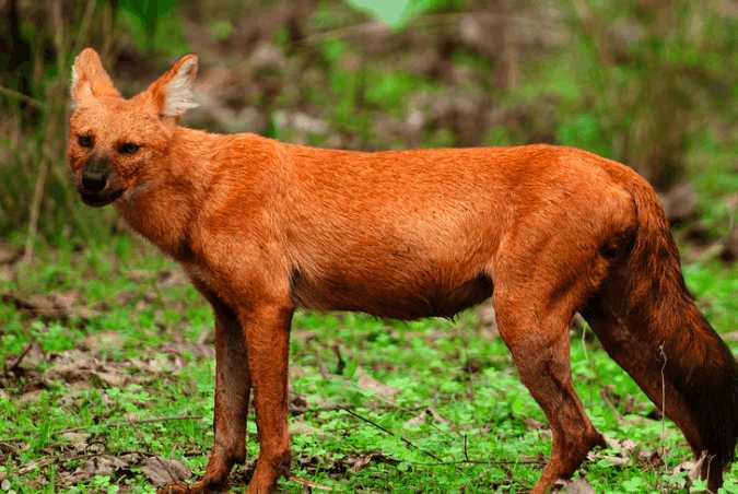豺: 地狱魔兵, 最强的犬科动物, 也是掏肛高手!