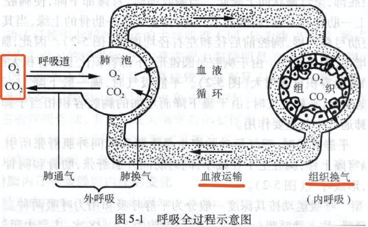 高等教育教材《人体解剖生理学》上图可见:我们人体是通过外呼吸,将