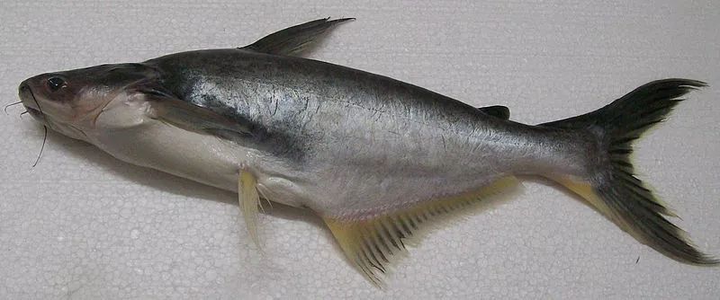 巴沙鱼的真身是巨鲶属的博氏巨鲶( pangasius bocourti ).