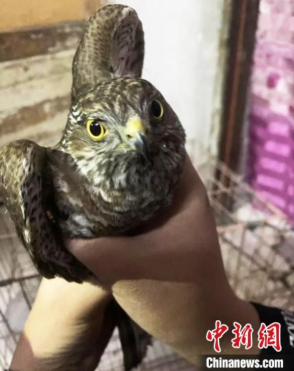 青海格尔木成功救助国家二级保护动物雀鹰