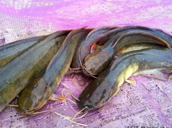 中医药膳流感肺炎高发季桂圆淮杞煲塘鲺能增食欲助正气抗外邪