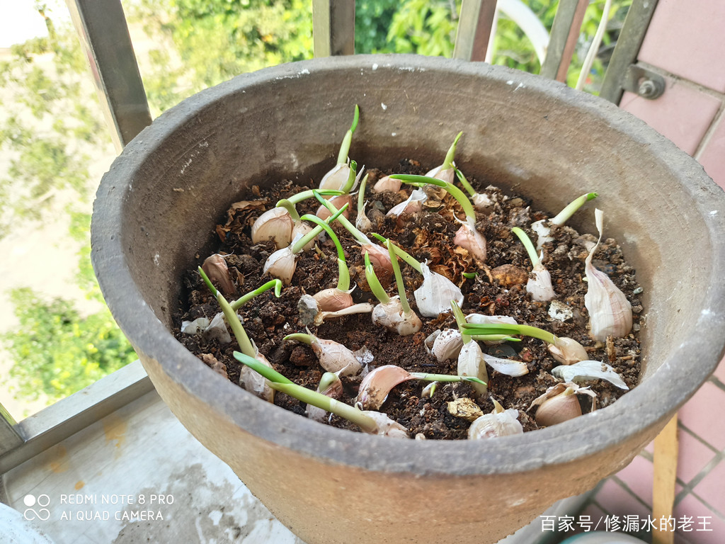 四十天后回深圳,家里的大蒜发芽了,把他种起来十天后看结果!