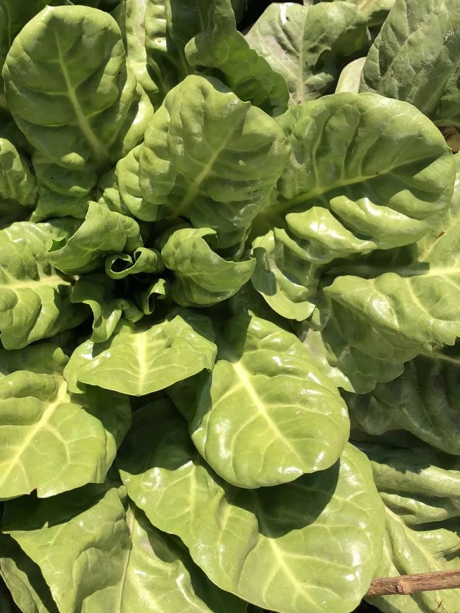 西浦草木(三百五十五)——厚叶菜