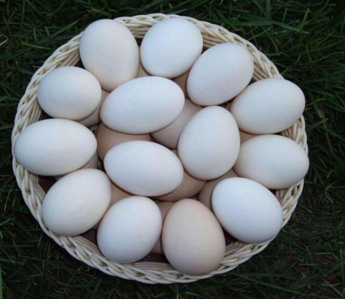 新密生态放养柴鸡蛋(扫码下单啦哦!