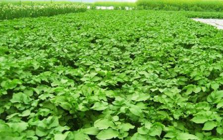 原创避免土豆只长秧不接薯农户做好预防和补救措施棵棵结上一大窝