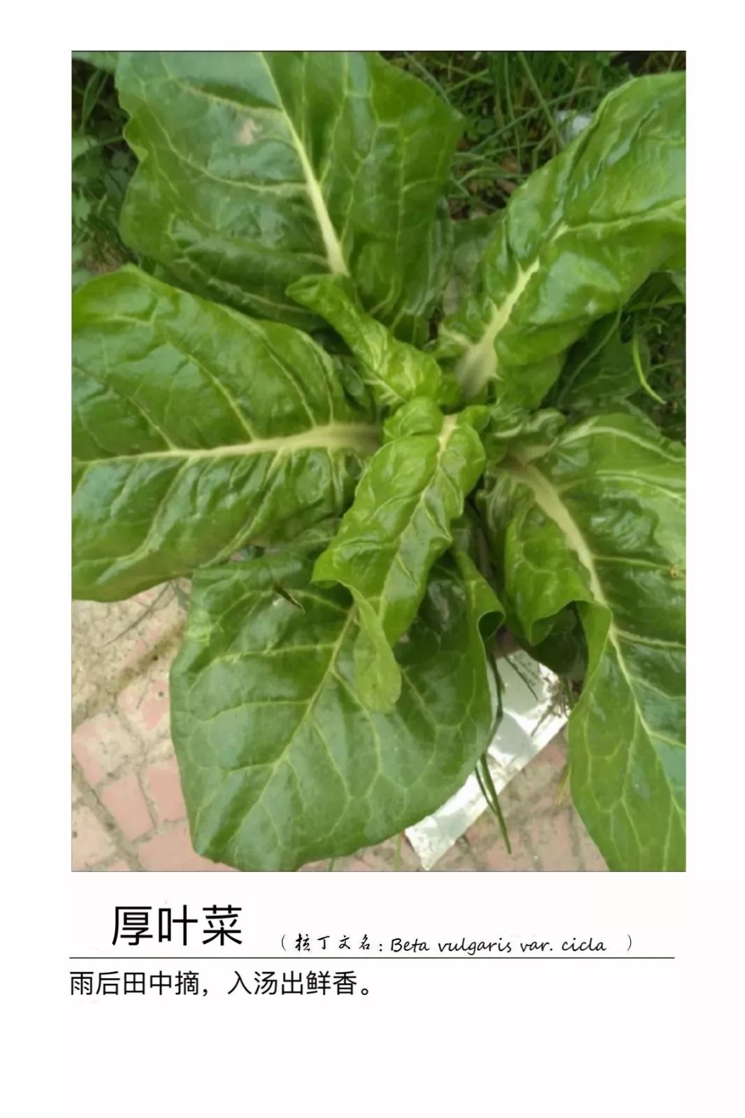 西浦草木(三百五十五)——厚叶菜