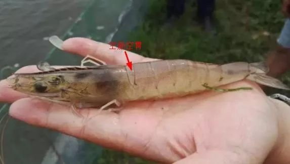 南美白对虾出现空肠空胃该怎么办做好预防做到高产高收