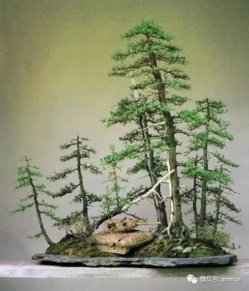(欣赏)纵之则飞,入云霄--直杆盆景