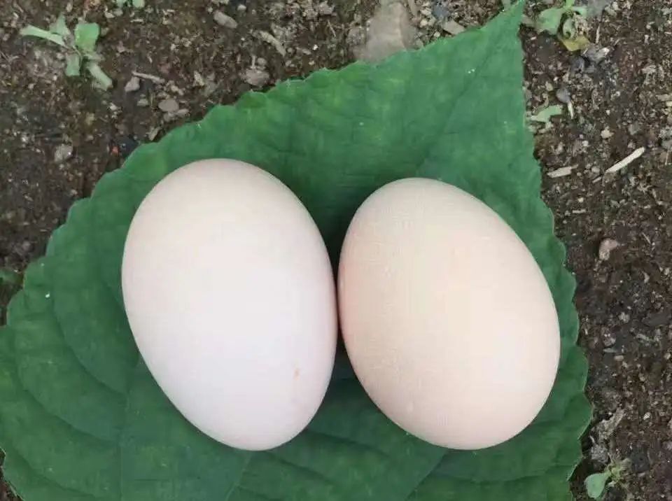 战疫助销你不能错过的江山白毛乌骨鸡