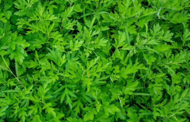 "《本草从新》说:"艾叶苦辛,生温,熟热,纯阳之性,能回垂绝之阳,通十二