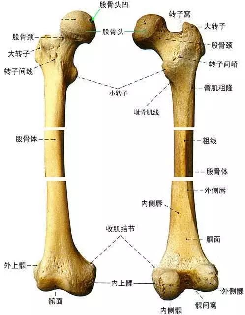 大腿骨骼结构图图片