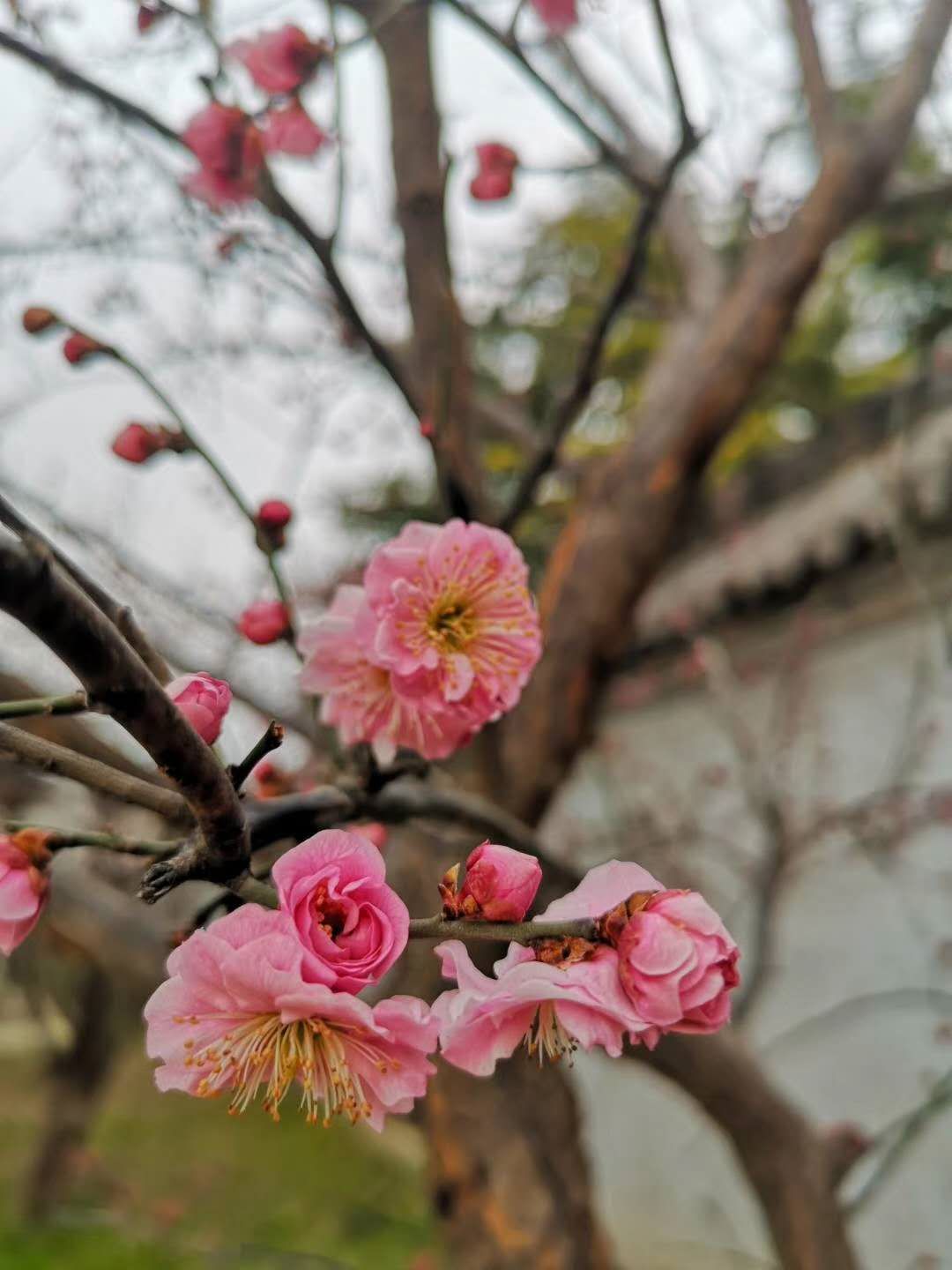 等到春暖花开我们羲陵再见关于邀请县区级以上摄影爱好者采风活动的