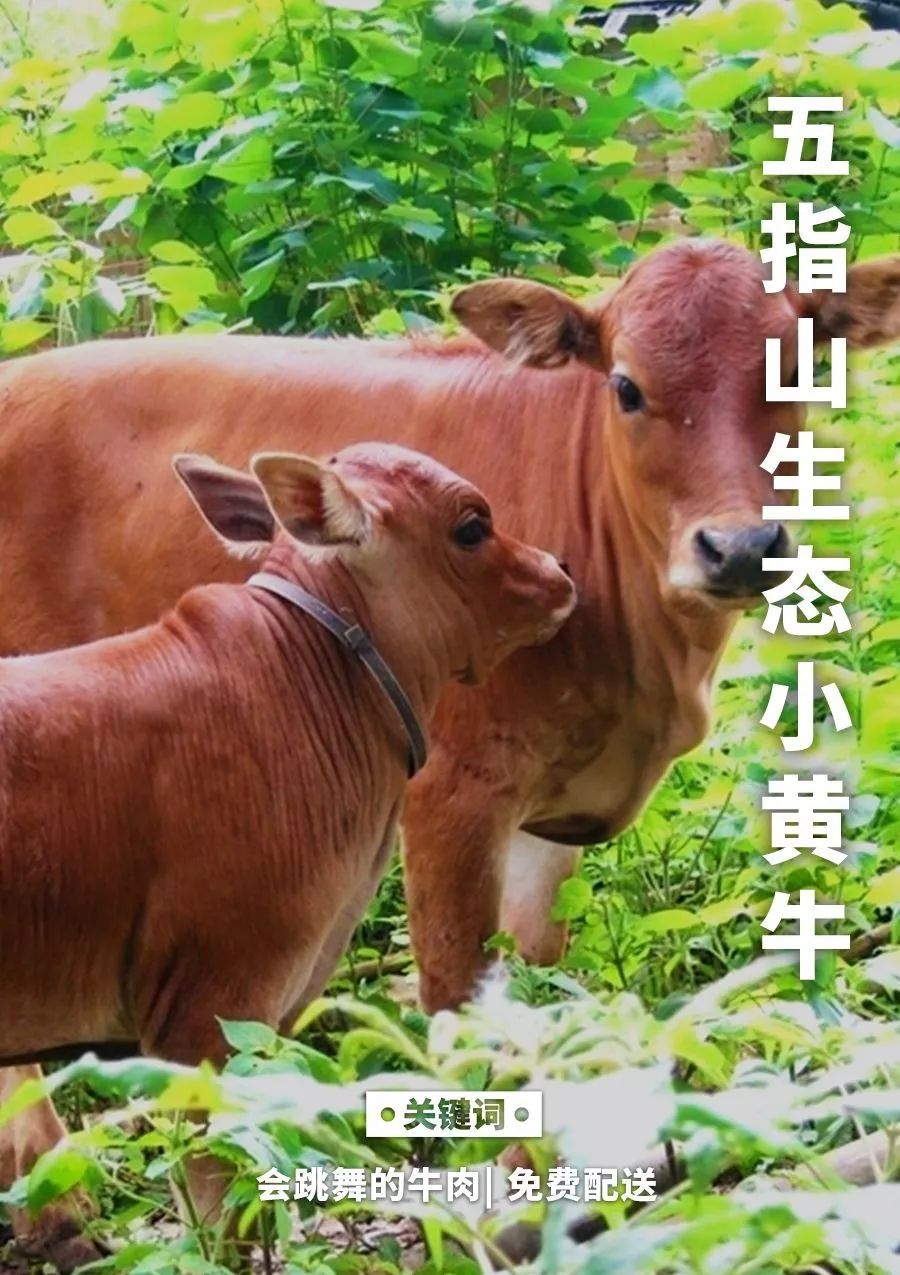 鱼和蛋都要低,其牛肉的氨基酸组成比猪肉更接近人体需要,对生长发育及