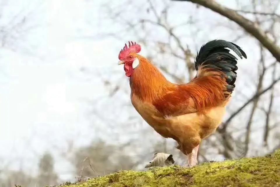 战疫助销你不能错过的江山白毛乌骨鸡