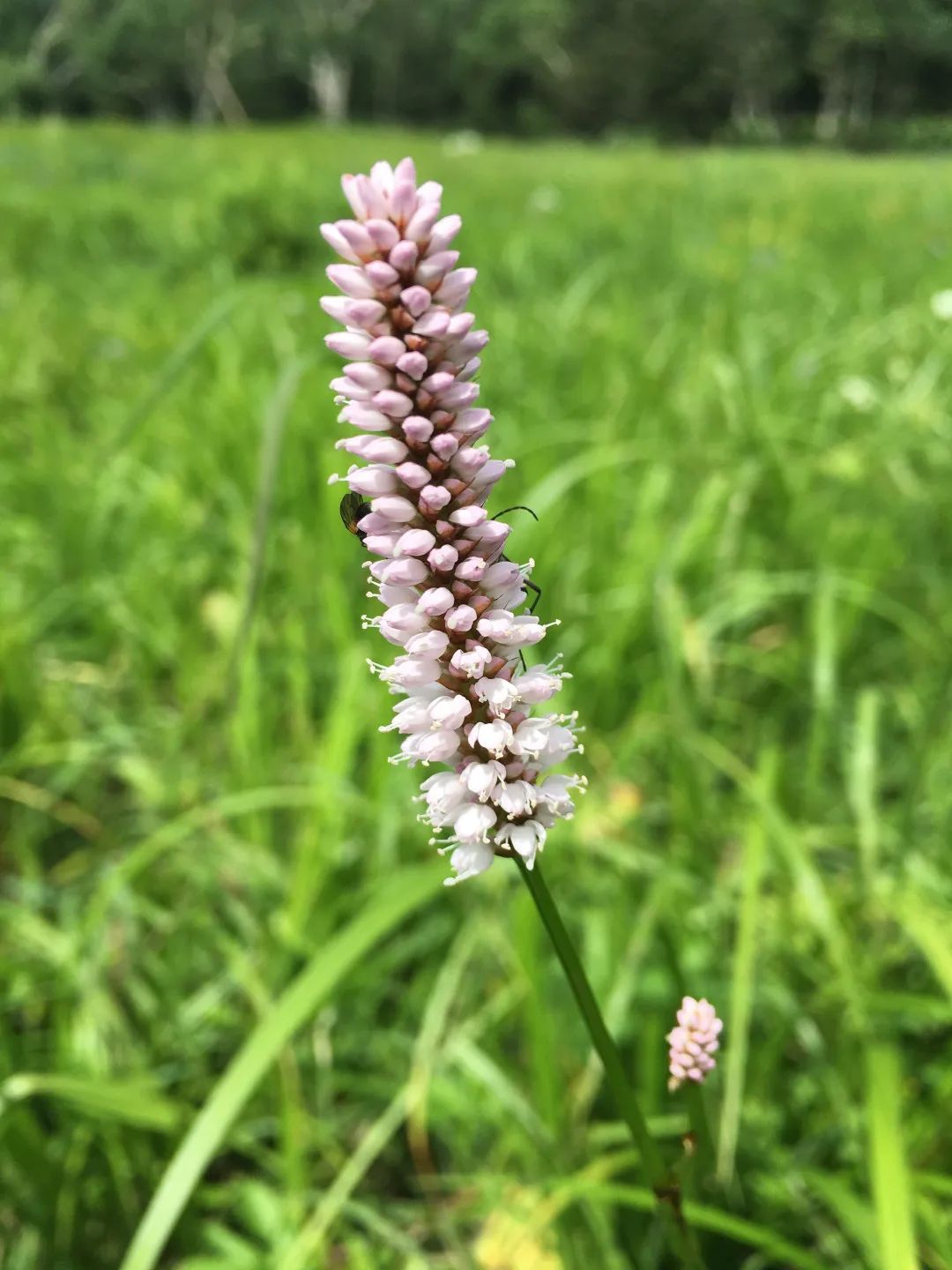 夏天的劳力克湖,鸟语花香,沼泽地,塔头墩子,沟壑石塘,苔藓石林,暗河