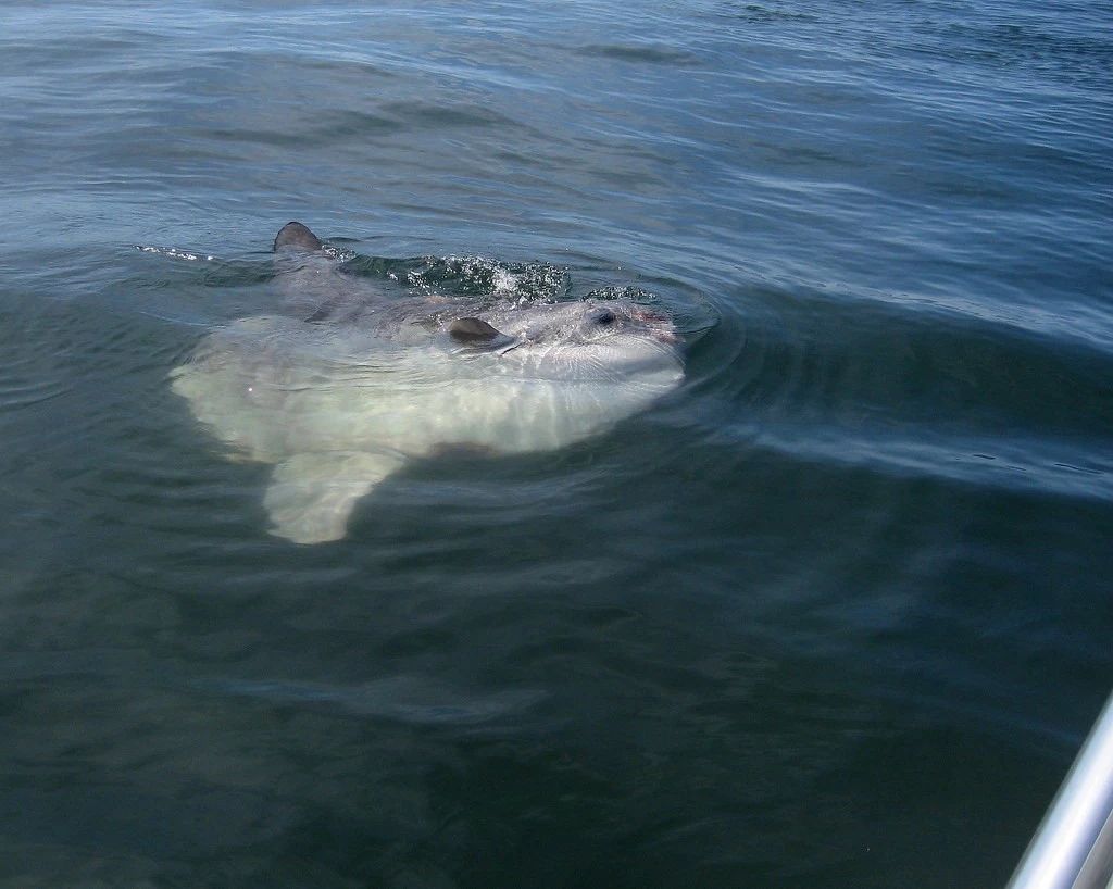 翻车鱼有多笨?就算被咬也懒得跑,能活到今天简直是奇迹