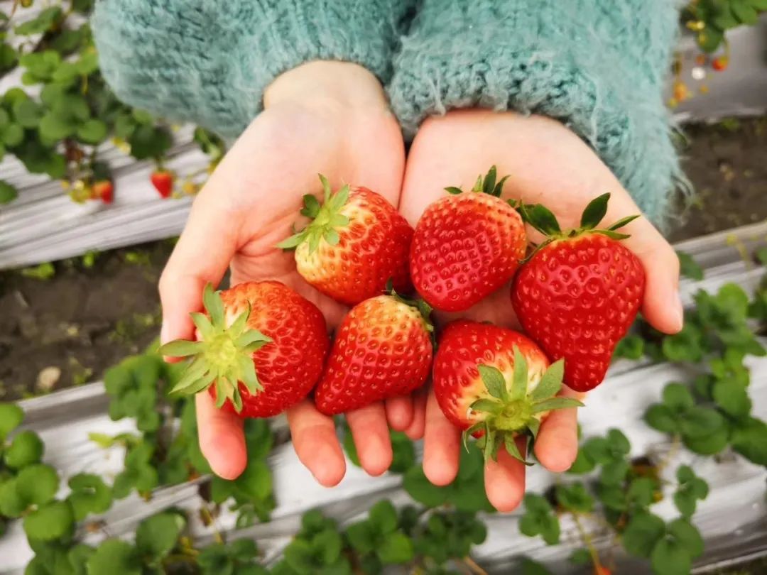 北湖区华塘草莓线上销售受欢迎