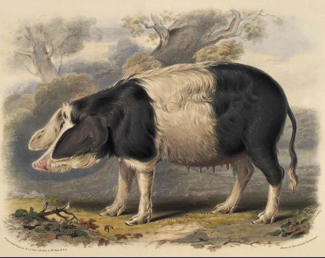 图为古英国猪甚至有人坚称自己曾经见过独角兽,五足鸡和双头鸟.