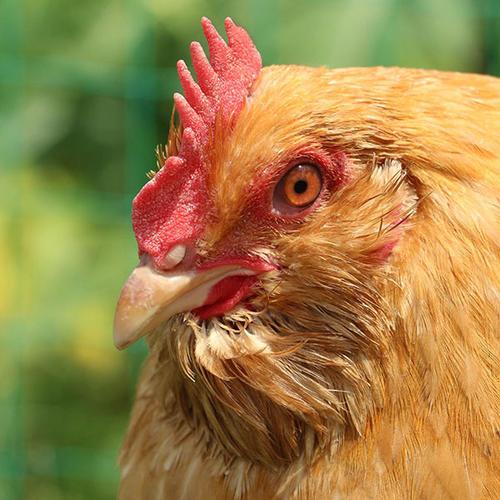 广东惠州深山160天胡须走地鸡已长大新鲜宰好送到您家