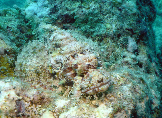它努力把自己伪装成一块不起眼的石头,得名"石头鱼"