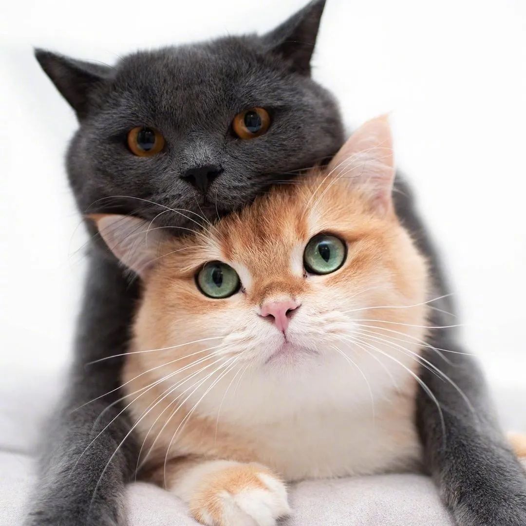 宠物头像大全超可爱猫咪狗狗头像