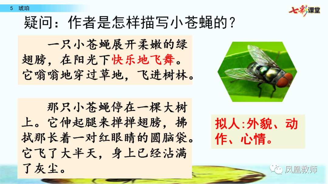 送統編語文四年級下冊第5課琥珀知識要點圖文解讀同步練習教學視頻