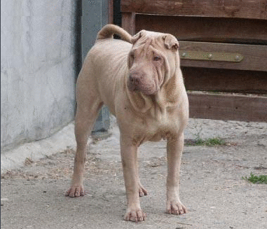 杂沙皮猎犬可以打猎图片