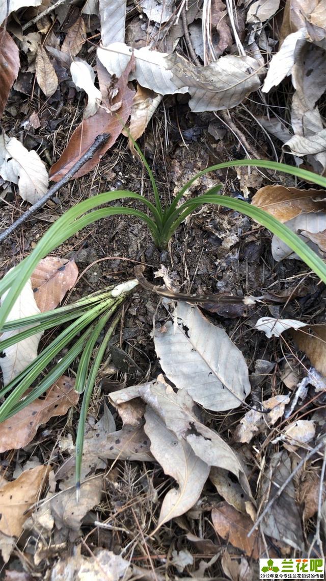 下山蕙兰如何养好?_兰花更