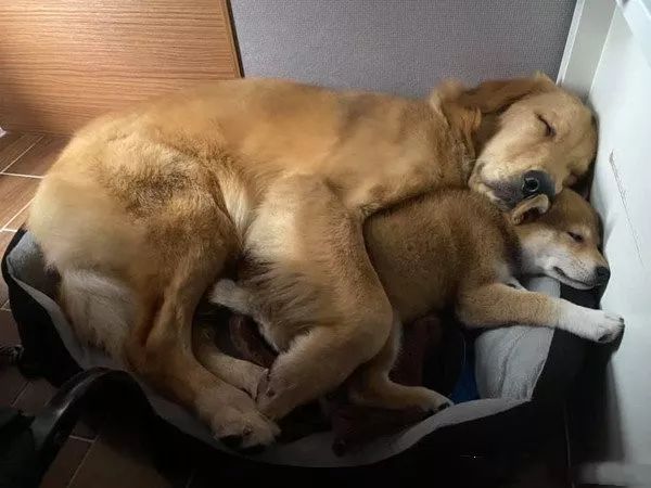 大金毛和柴犬第一次见面很不愉快还大打出手没想到几天后