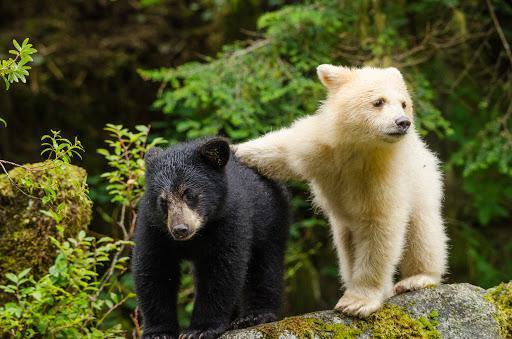 北极熊不是唯一白熊,这群罕见白熊住在温带雨林,却是黑熊的后代