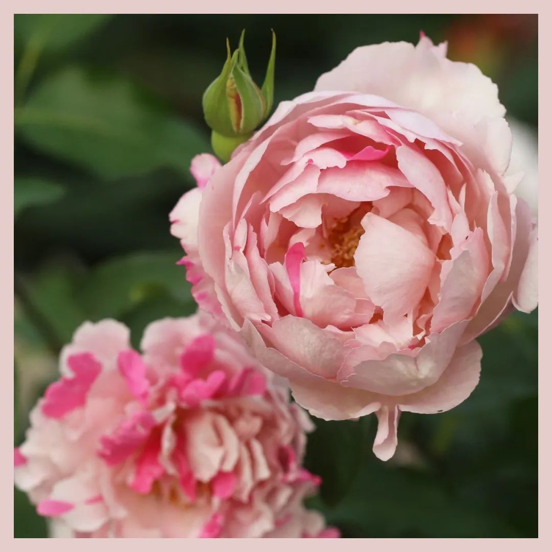 月季控对美的极致追求尽在伊芙系列