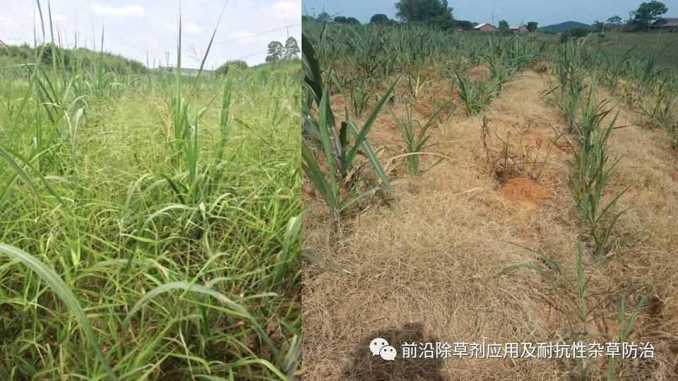 甘蔗田除草剂主要品种评价及热点产品和应用技术介绍