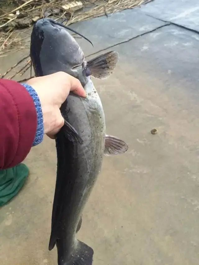 初春,斑点叉尾鮰肝胆综合症要引起重视!这样防治是关键